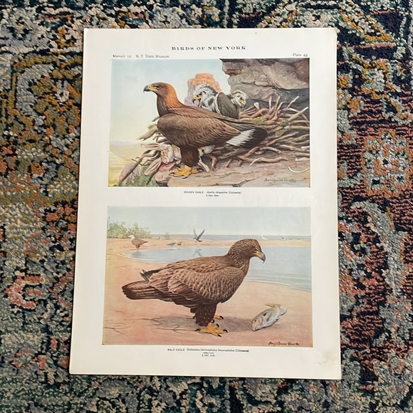 🖤5/$25 Antique Ornithological Bird Print Original Eagle - Picture 3 of 15